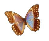 le papillon 1113