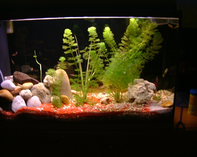 Mon aquarium d'eau chaude de 100 litres Dscf0010