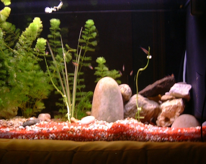 Mon aquarium d'eau chaude de 100 litres Dscf0015