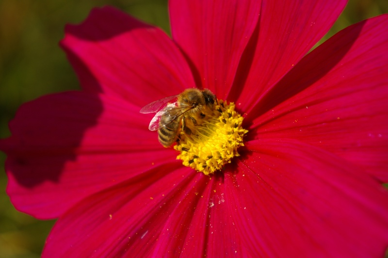 une petite serie de fleurs Belmon10