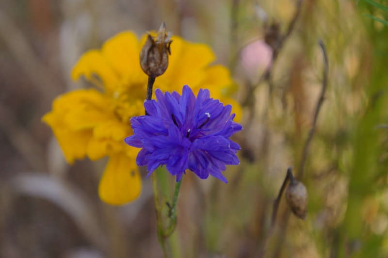 une petite serie de fleurs Belmon13