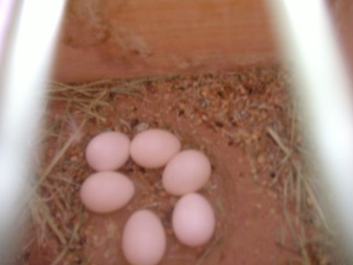 un huevo en el nido - Pgina 2 Miwidi14