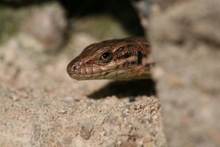 Lezard Img_7316