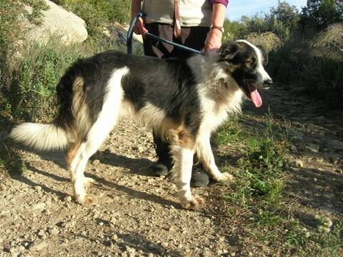 adopté] Chogan, Mâle croisé border et montagne des pyrénées... 2 ans (13) -  Page 2