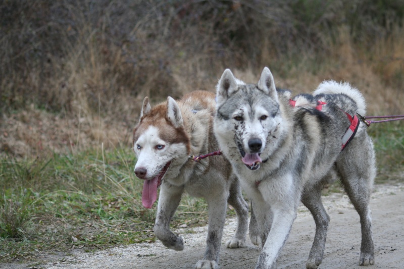 Rencontre Chiens Nordiques 2012 en GIRONDE Arrive11