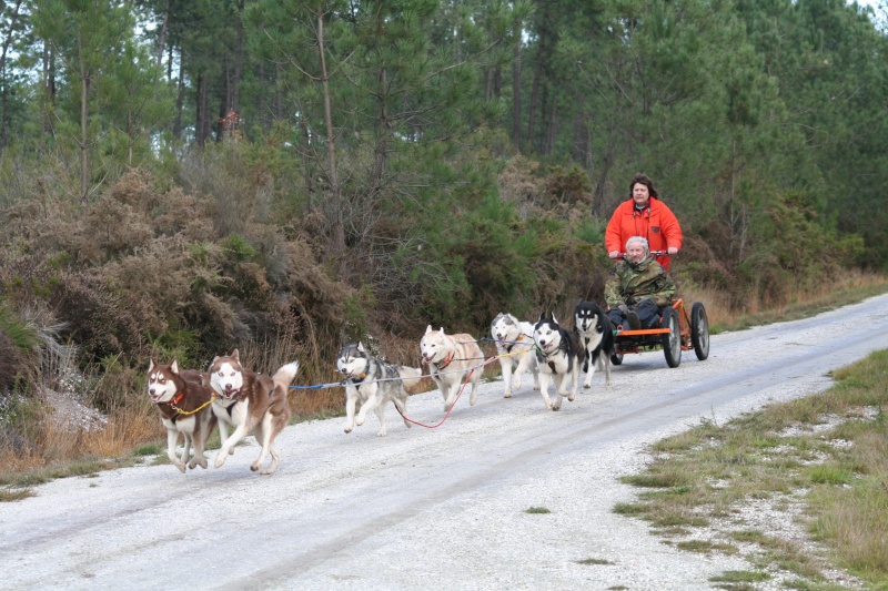 RENCONTRE DE CHIENS NORDIQUES Depart14