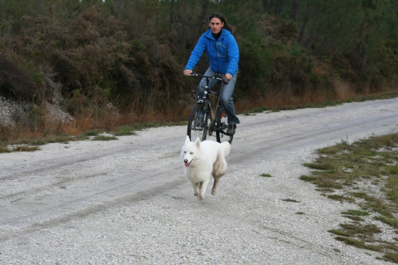 RENCONTRE DE CHIENS NORDIQUES Depart15