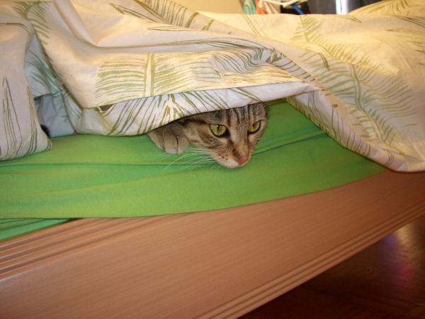Série "Vos chats , ils dorment où ?" - Page 20 Lunah_15