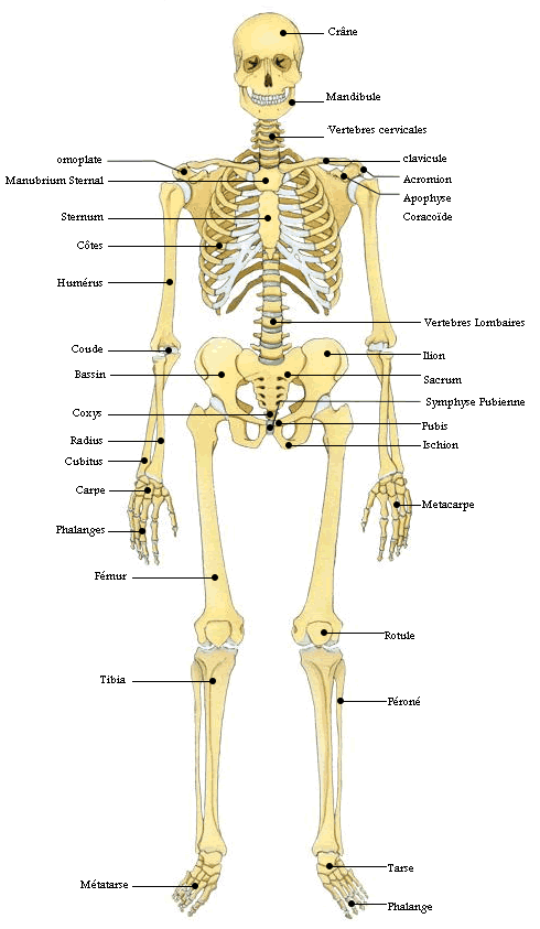 Recherches de Tamarion - Anatomie Squele10