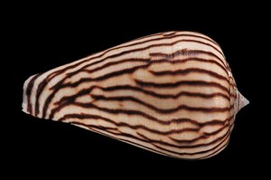 Photos de mollusques et coquillages 19691610