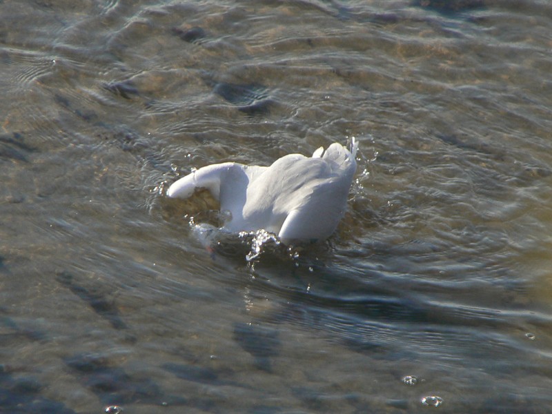 mouette suicidaire Glougl10