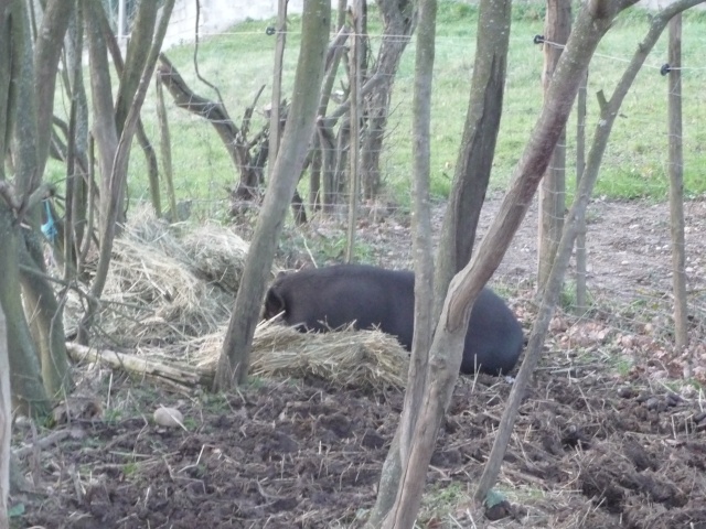  Gaspard , mon  cochon noir  plein de poils!  Dec_2011