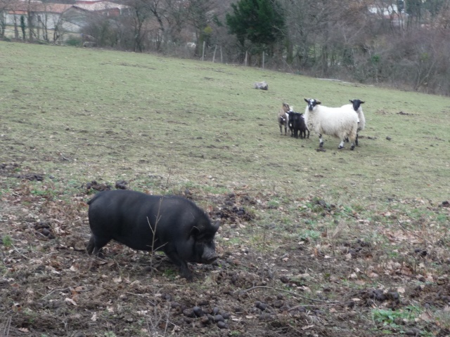  Gaspard , mon  cochon noir  plein de poils!  Dec_2012