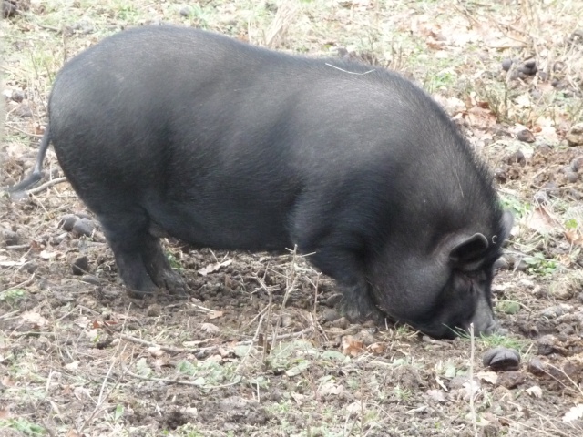  Gaspard , mon  cochon noir  plein de poils!  Dec_2014