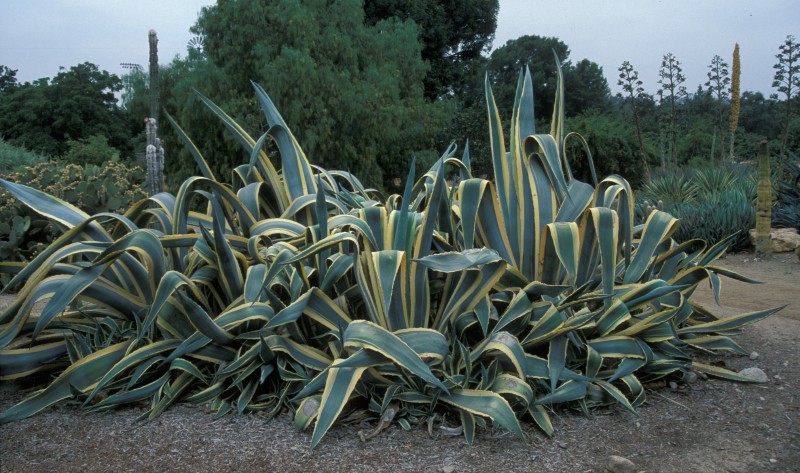 Agave americana 'marginata' Agave_13