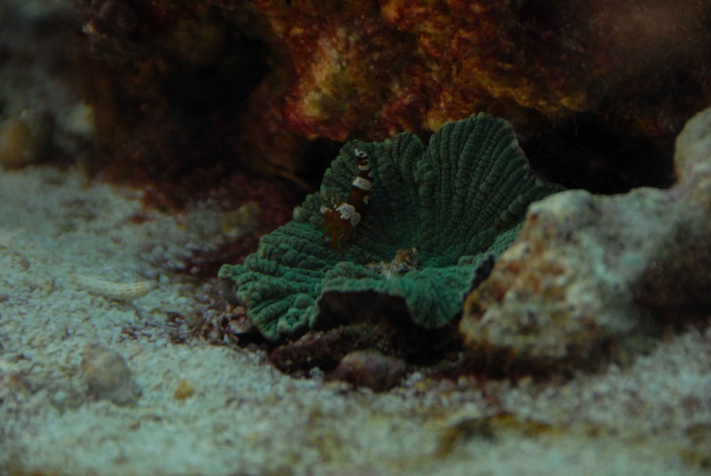 Mon petit tout petit bout de mer "hopaline59" Dsc_0017