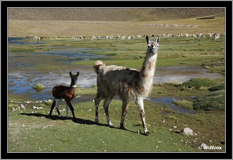 Carnet de voyage : Pérou 2009 Faune_11