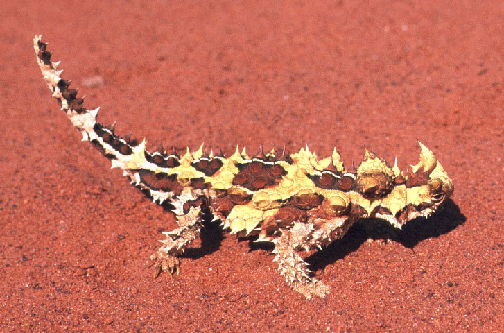 Le lézard cornu (Moloch horridus) Moloch11