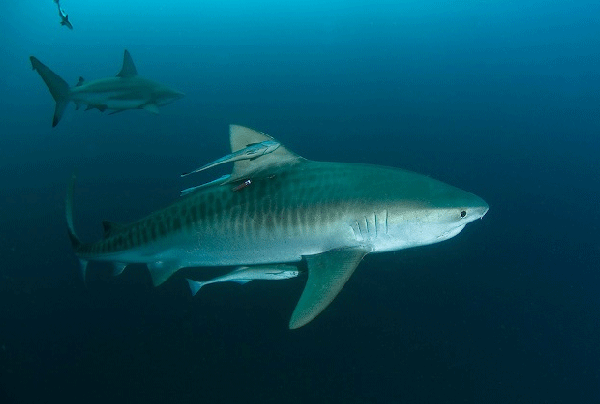 Photos de prédateurs Requin10
