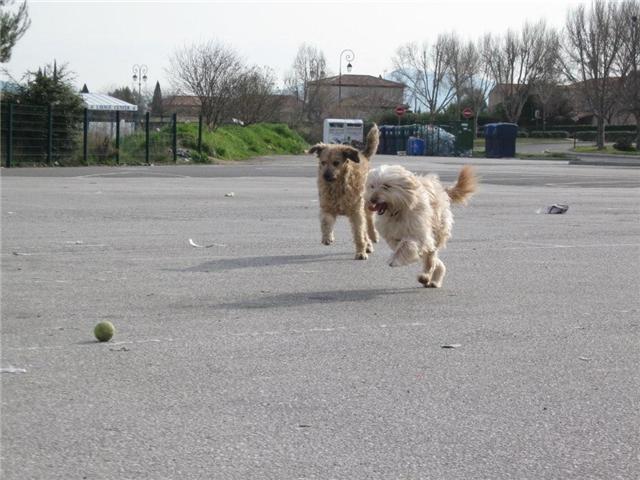 SOS pour un chien abandonné à la Farlède (83) K10