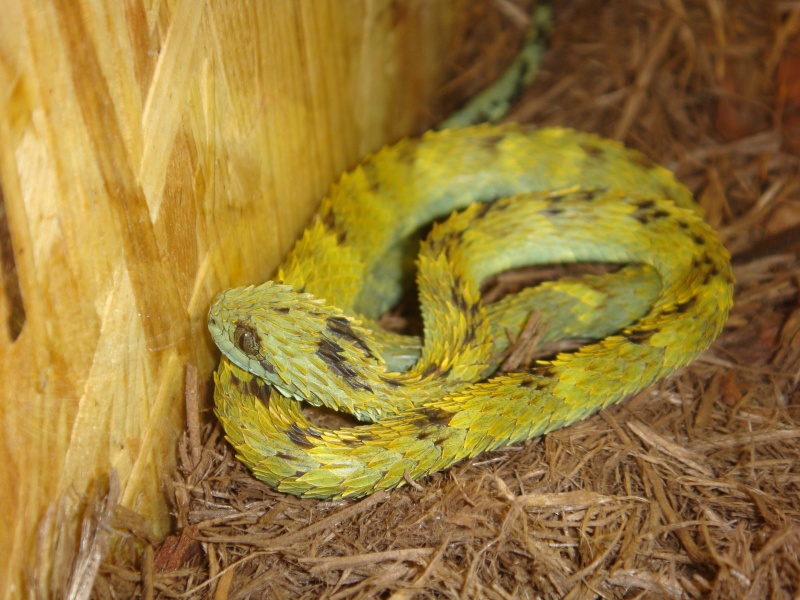 Atheris Hispida 0_1_hi10