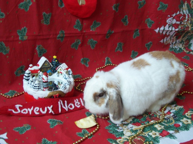 Concours photo de Noël 2012 : Miss et Mister Noël, les résultats ! - Page 3 100_6510