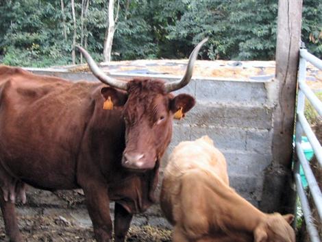 La vache tombe sur l’autoroute, l’agriculteur s’en aperçoit… 70 km plus loin 13012810