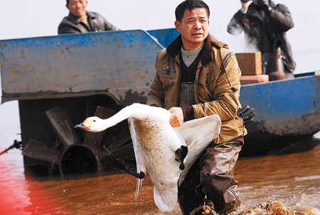Les autorités chinoises s'engagent à renforcer la protection des oiseaux sauvages F2013010