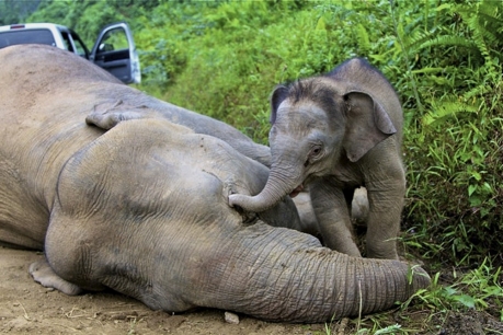 Quatorze éléphants pygmées retrouvés morts : ils auraient été empoisonnés  La-pho10