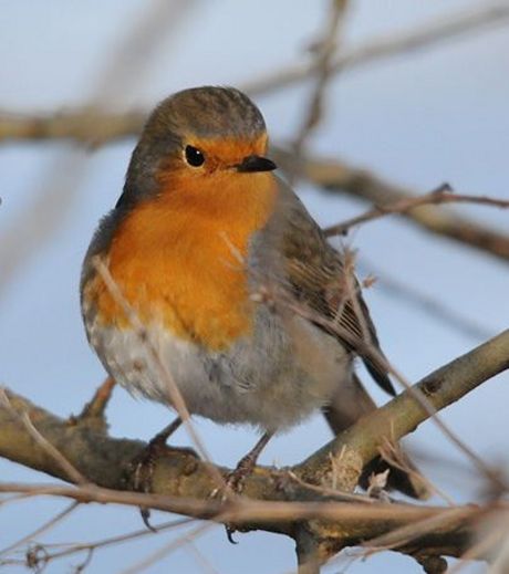 Les oiseaux ont-ils le don de nous rendre heureux ? Les-ro10