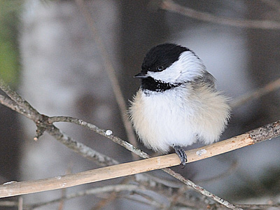 Comment les oiseaux s’ajustent-ils aux grands froids de l’hiver ? Magali10