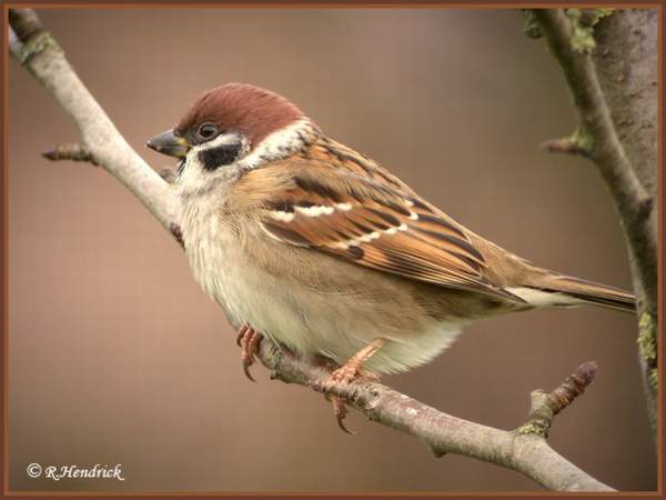 Natagoraau chevet des oiseaux des champs  Moinea11