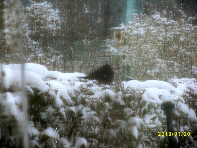 4 photos oiseaux par temps de neige Noir10