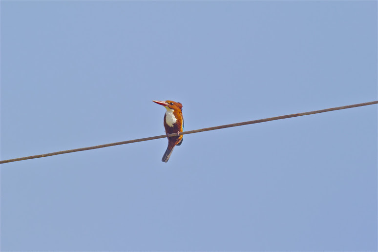 Quelques oiseaux vus en janvier en Israël Oiseau11