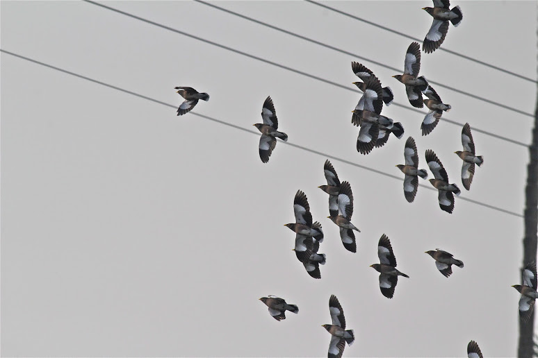 Quelques oiseaux vus en janvier en Israël Oiseau14