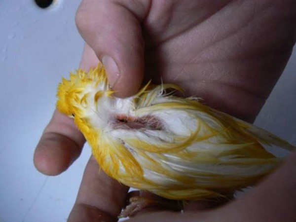 Les blessures des oiseaux domestiques P1070010