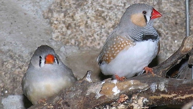 Les hommes et les oiseaux ont les mêmes techniques de séduction Sans-t10