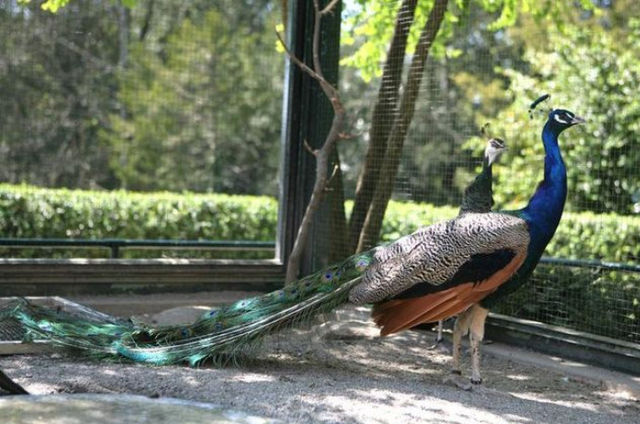 Le parc à oiseaux du Jardin botanique mis sous séquestre Topele10