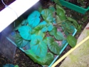 Begonia pavonina (rhizomateux) 100_0410