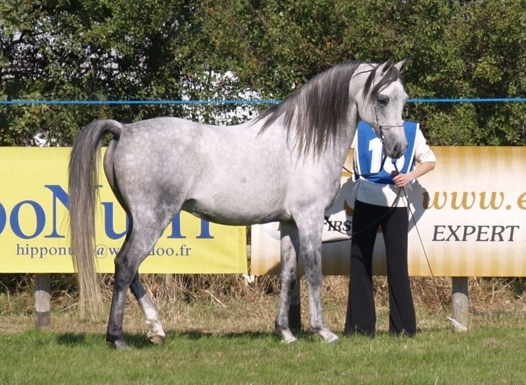 DSA gris de 7 ans (Welsh x Arabe) Adonis10