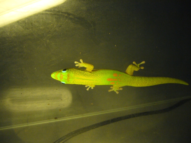 Gecko Phelsuma laticauda laticauda à vendre P1110513