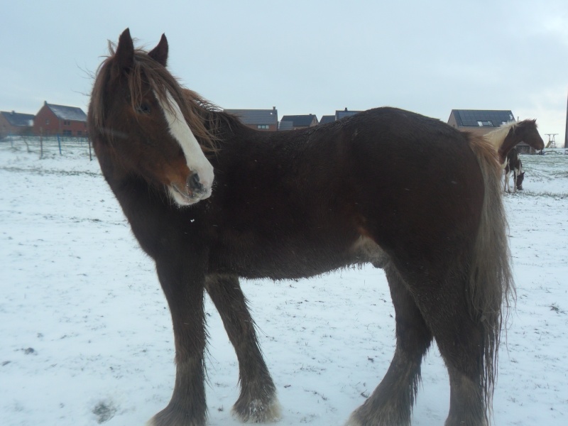 Mon irish cob, Unik nouvelles photos! Sam_3210