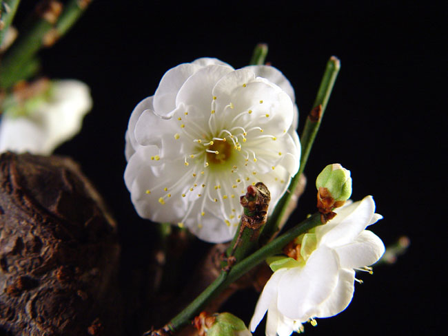 Early Ume blooms Umeclo11