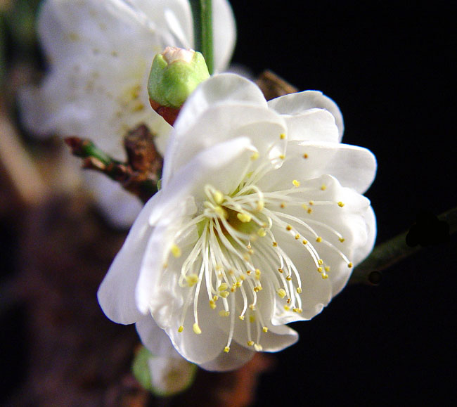 Early Ume blooms Umeclo12