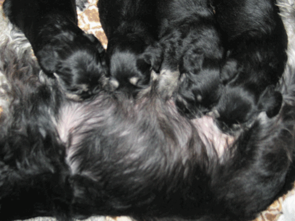 We expect black and silver puppies Mljac210