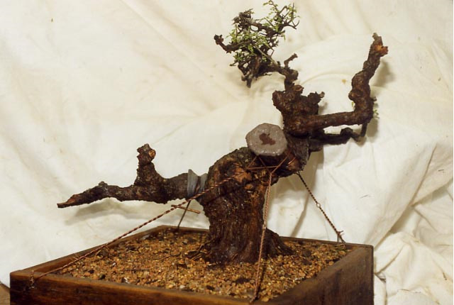 Fat Guy Hawthorn new pot Early-10