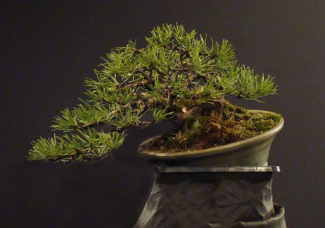 Pinus mugo (han-kengai) - restyling Pavels10