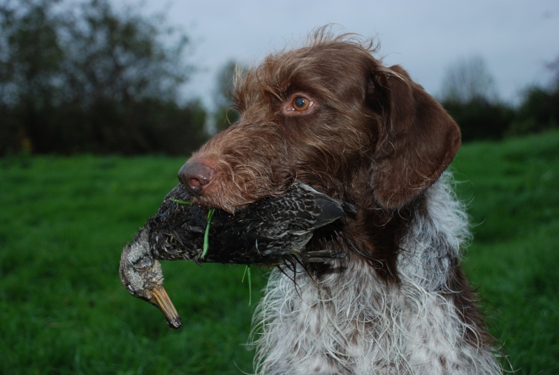 vote pour le concours photo" chien au rapport d'un gibier d'eau" Dsc_0510