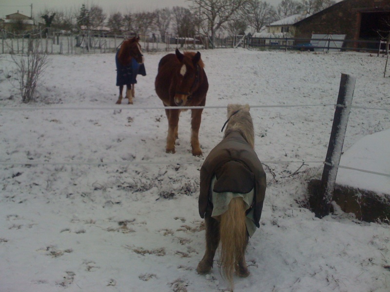 THEME 3: vos poney et l'hivers... Img_0122