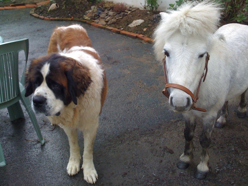 THEME 4: vos poneys shetland et les autres animaux Img_0610